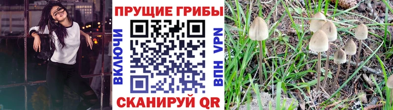 наркота  Починок  Псилоцибиновые грибы GOLDEN TEACHER 
